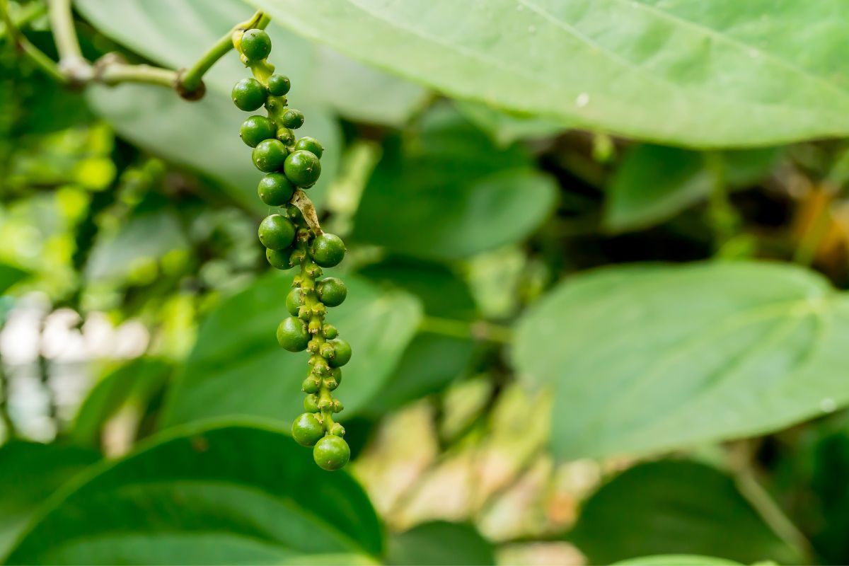 Giá tiêu không thể trụ vững, đi xuống ở Đắk Nông, Đắk Lắk hôm nay