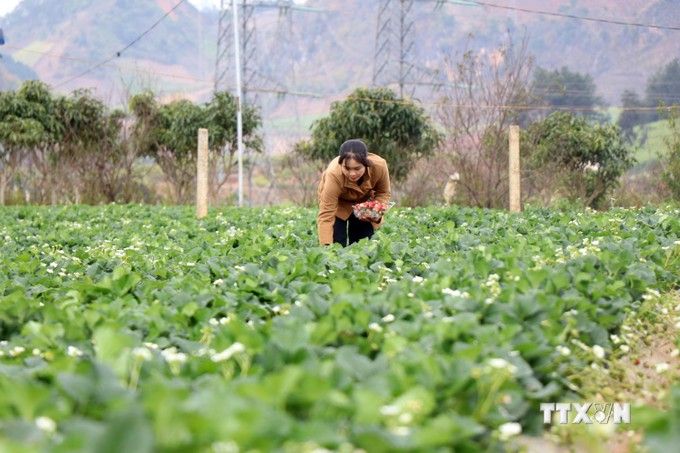 Hội nông dân tỉnh Sơn La đồng hành cùng bà con phát triển sản xuất, kinh doanh