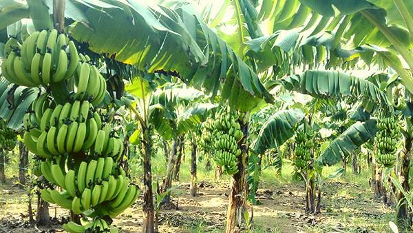 Sơn La: Trồng chuối già Nam Mỹ, chuối tây Thái Lan có gì đặc biệt mà hứa hẹn cho tiền tỷ?
