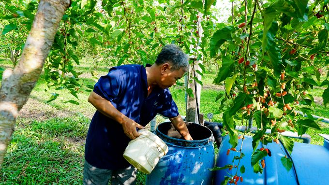 Dâu tằm chuẩn hữu cơ hút khách du lịch