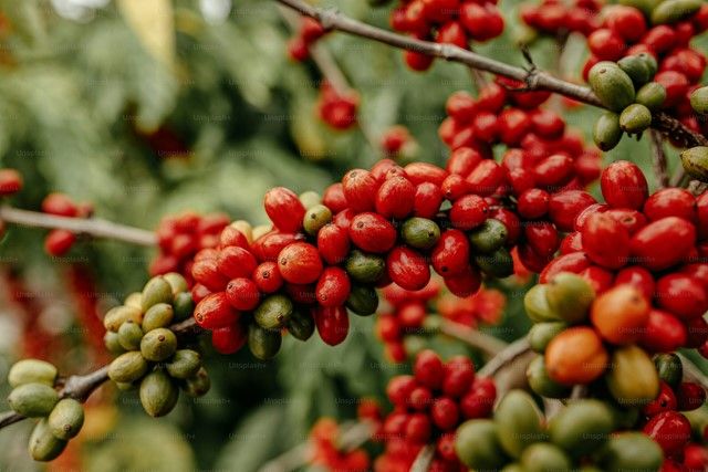 Giá cà phê Robusta ở mức thấp nhất hai tháng, điều gì đang xảy ra?