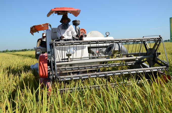 Câu chuyện lúa hữu cơ và nông nghiệp xanh ở Đại Đồng