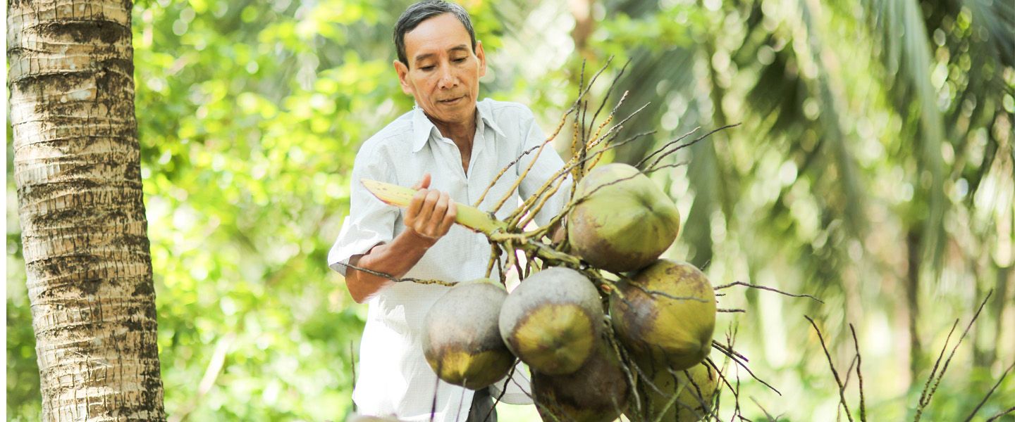 Trung Quốc chi tỷ đô mua hơn 4 tỷ quả dừa/năm, mua của Việt Nam bao nhiêu?