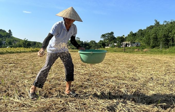 Chế phẩm vi sinh biến rơm rạ thành 'thuốc bổ' cho đồng ruộng