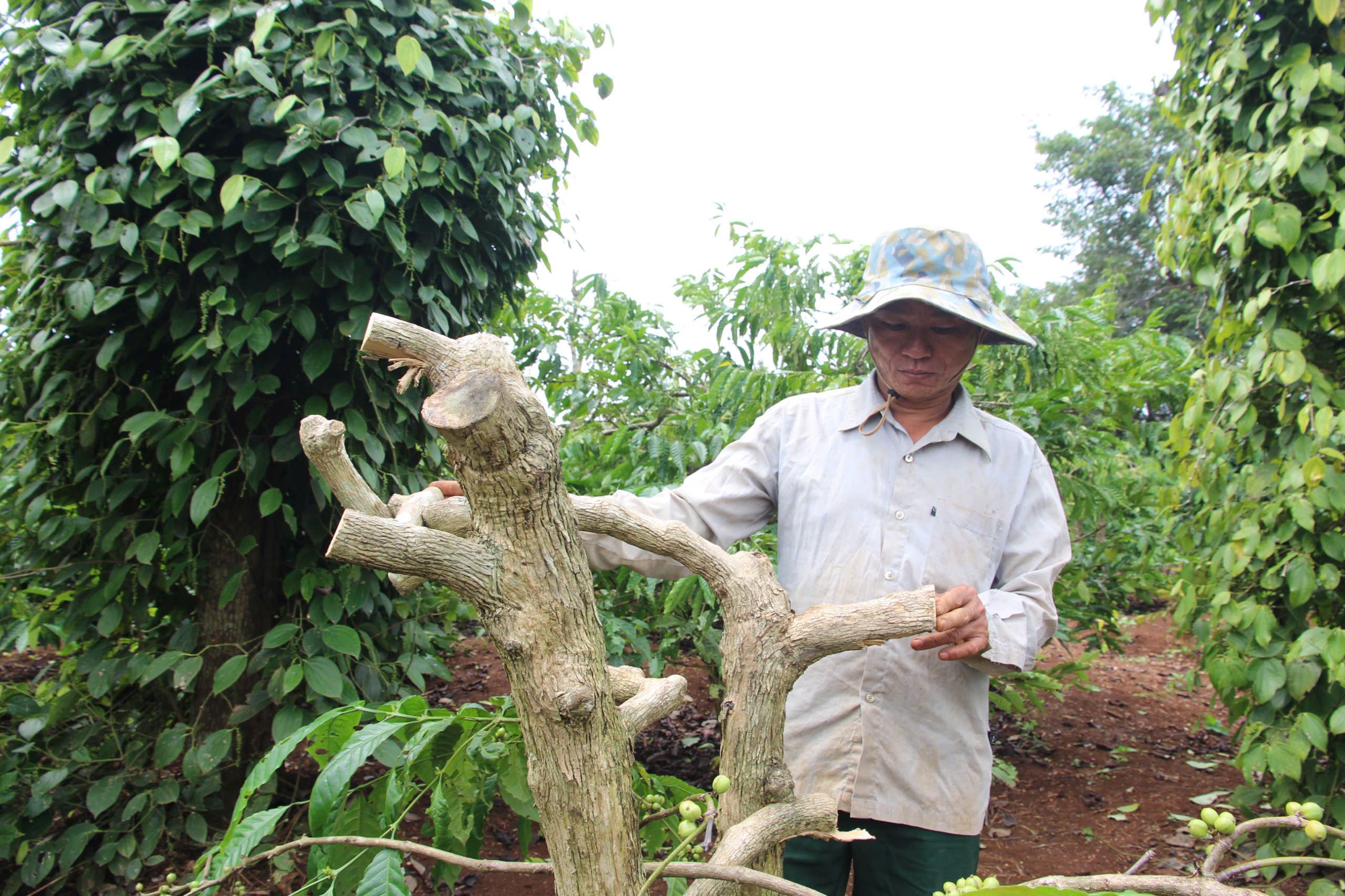 Giữa lúc giá cà phê cao kỷ lục, một nông dân Đắk Lắk bàng hoàng phát hiện vườn cà phê bị chặt cụt lủn