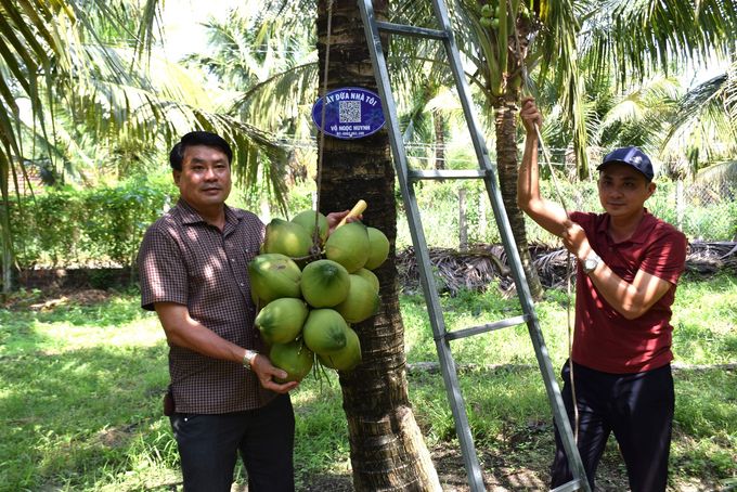 Độc đáo kiểu tiêu thụ nông sản qua mô hình Cây dừa nhà tôi