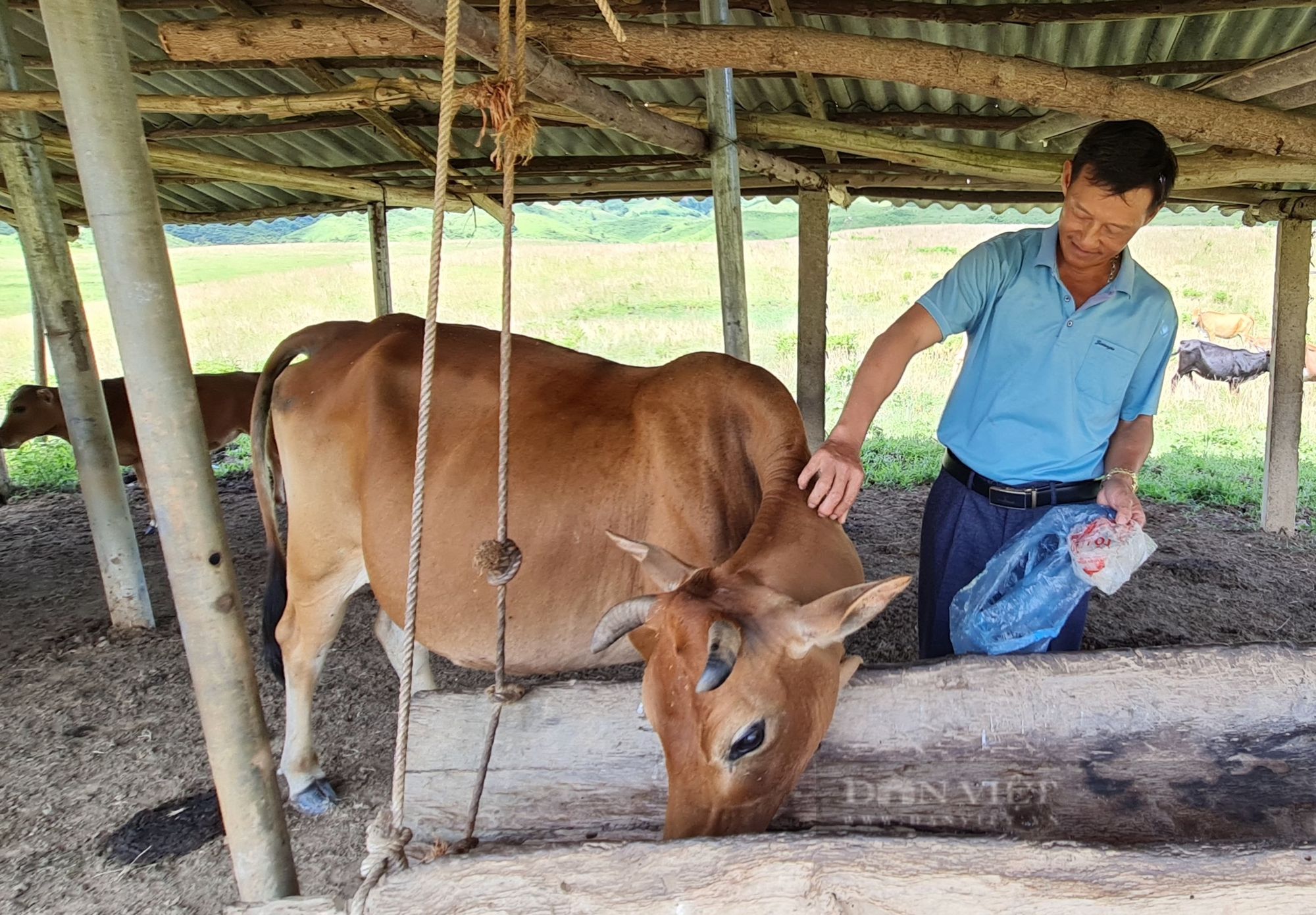 Nông dân Việt Nam xuất sắc đến từ Điện Biên rất mong muốn nhà nước hỗ trợ để chăn nuôi đại gia súc