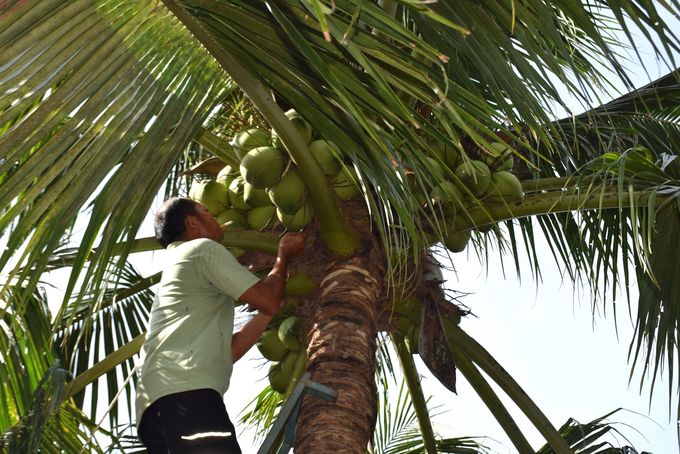 Cơ hội 'xuất ngoại' kích thích dừa uống nước ở Bình Định phát triển