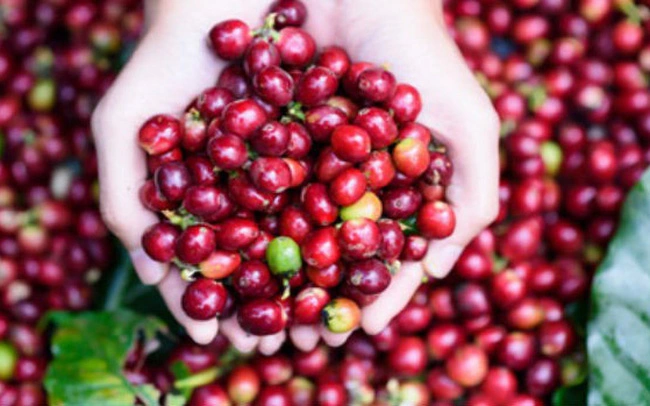 Giá cà phê Robusta tăng mạnh, 'lấy lại' gần 100 USD trong ngày bầu cử Mỹ