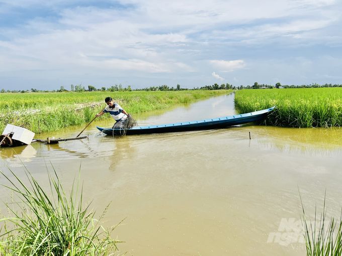 Về nơi có gần 40.000ha lúa sinh thái trên đất nuôi tôm