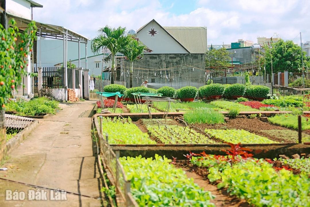 Giữa lòng một thành phố đông đúc ở Đắk Lắk bước vô một làng trồng rau đẹp bình yên thế này