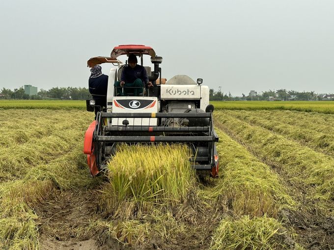 Diện tích sản xuất lúa giảm nhưng sản lượng tăng vượt bậc