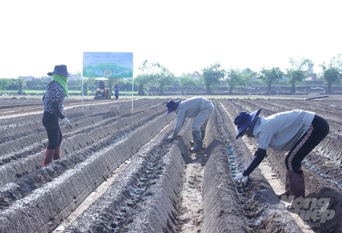 Hợp tác thay đổi diện mạo sản xuất khoai tây các tỉnh phía Bắc