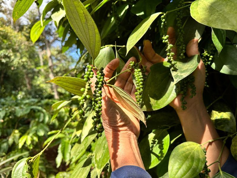 Giá tiêu ở Bình Phước đột ngột giảm sâu nhất trước làn sóng giảm giá ở Tây Nguyên hôm nay