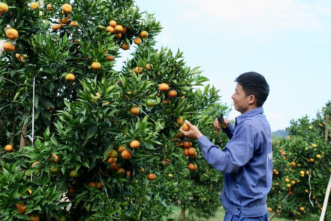 Đầu tư nhà màng cho Mộc Châu: Đã làm, phải lớn