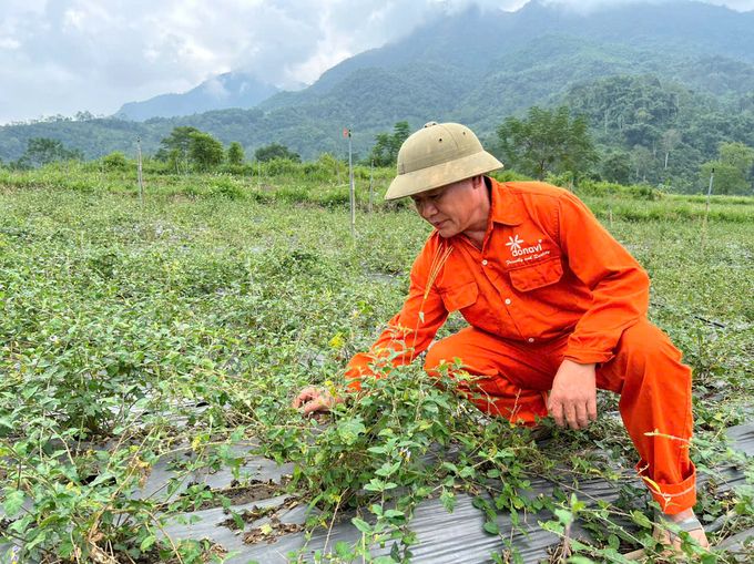 Cây cà gai leo - 'vàng xanh' vùng đất cằn