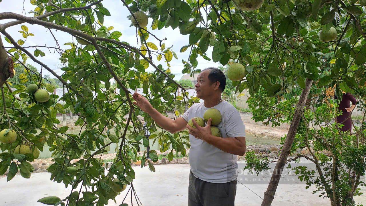 Thái Nguyên: Trên trồng cây ăn quả, dưới thả gà, cây tốt, quả ngọt, cỏ dại biến đi đâu?