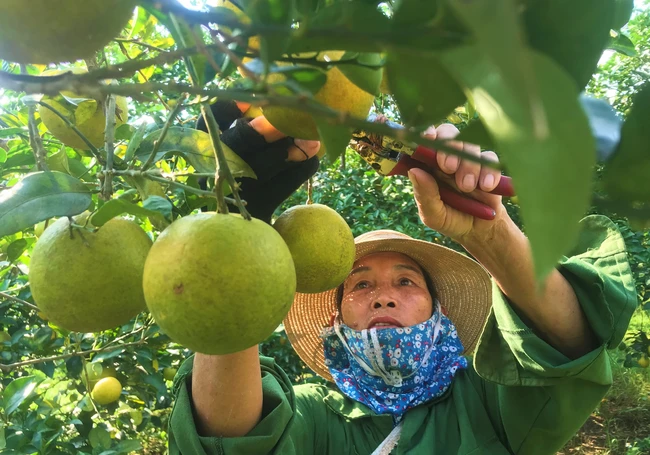Hái loại quả đặc sản, thu về tiền tỷ nhưng vì sao dân một xã ở Nghệ An vẫn buồn và lo?