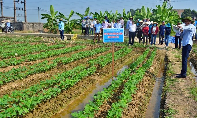 Ứng dụng chỉ thị phân tử chọn tạo giống đậu tương kháng bệnh gỉ sắt