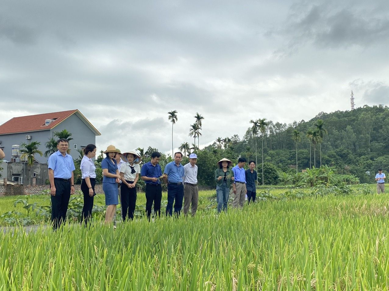 Quản lý đất lúa, sử dụng đất trồng lúa là chuyên đề giám sát Hội Nông dân Hải Phòng tham gia thực hiện năm 2024