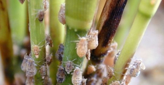 Rầy nâu - Brown backed rice plant hopper