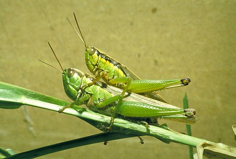 Cào cào lúa - Rice field grasshopper