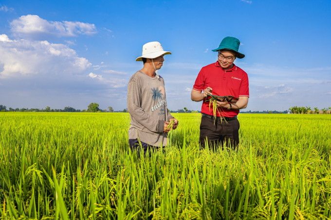 Agribank triển khai gói vay liên kết sản xuất lúa gạo phát thải thấp