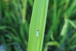 Rầy xanh đuôi đen - Green paddy leafhopper