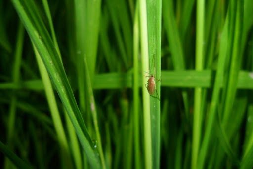 Muỗi lá hành - Rice stem gall midge