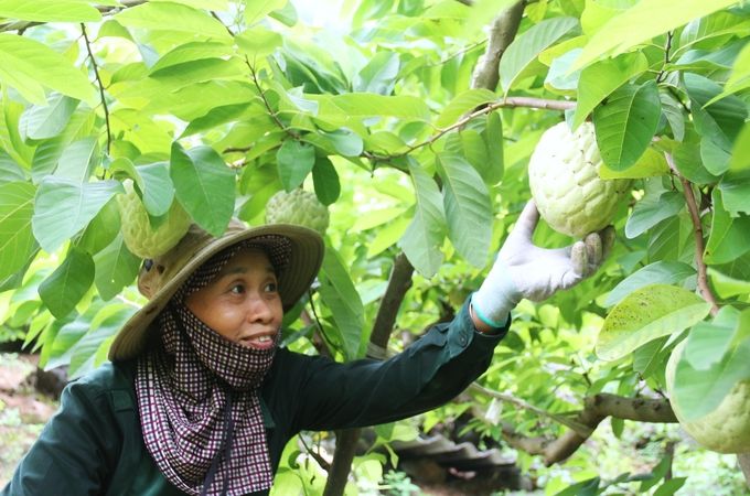 Thái Nguyên có 2.000ha cây ăn quả tập trung giá trị cao