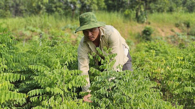 Gia tăng dinh dưỡng cho đất để sản xuất rau màu bền vững