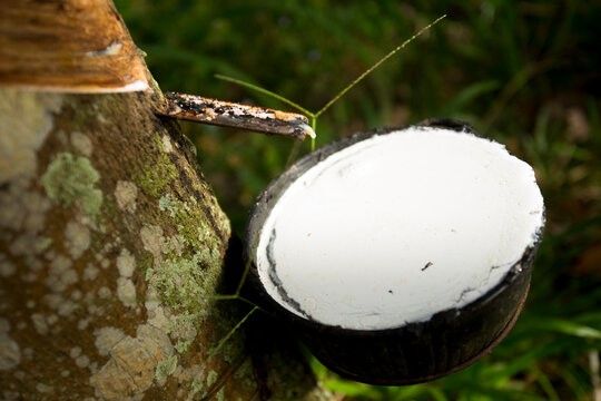 Nguồn cung cải thiện, giá cao su giảm liên tiếp