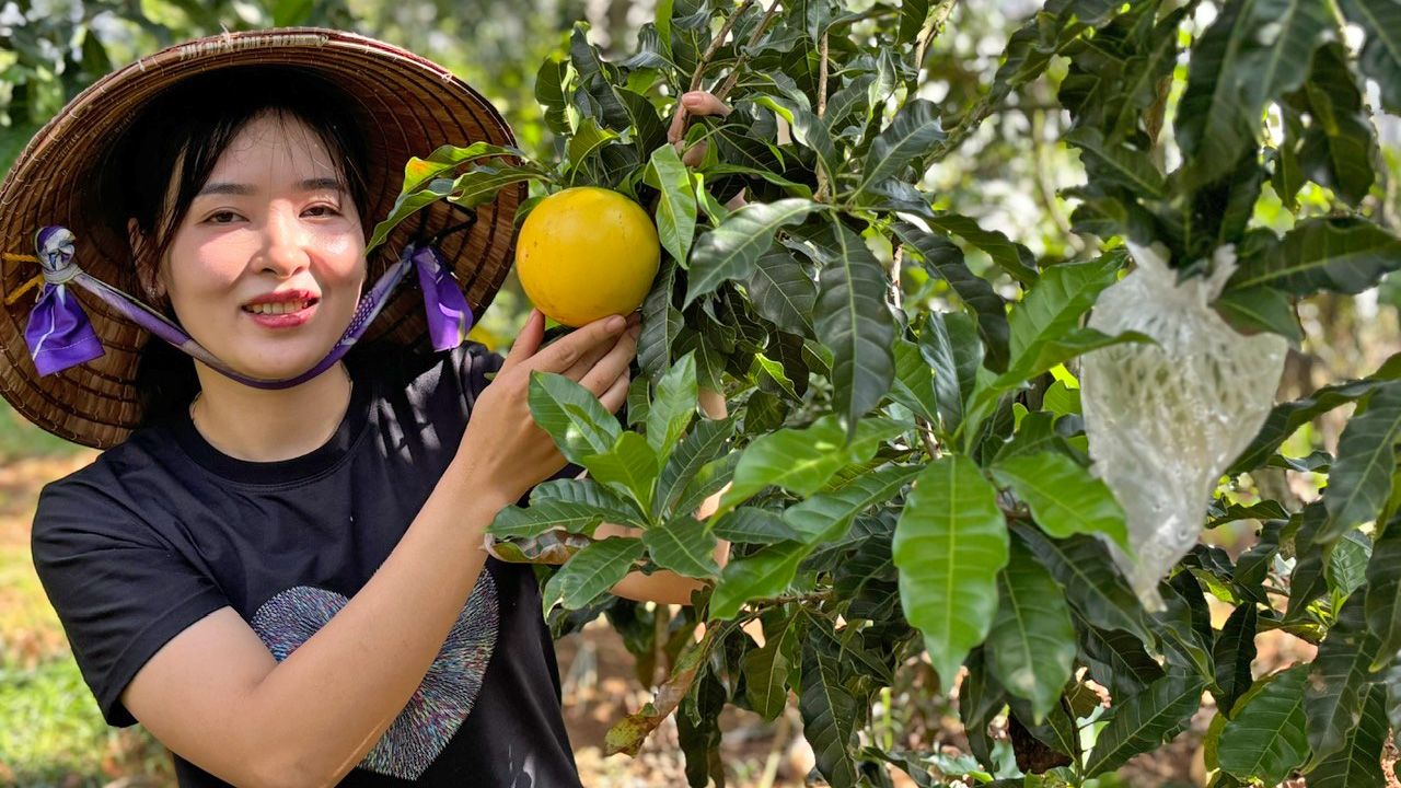 Nơi này của Lâm Đồng có vườn cây ra quả ngon, hễ chín vàng khắp lượt, cứ bán là hết sạch