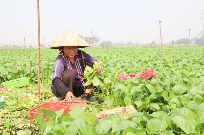 Vượt bão lũ thiên tai, sản xuất nông nghiệp Hà Nội đạt kết quả ấn tượng