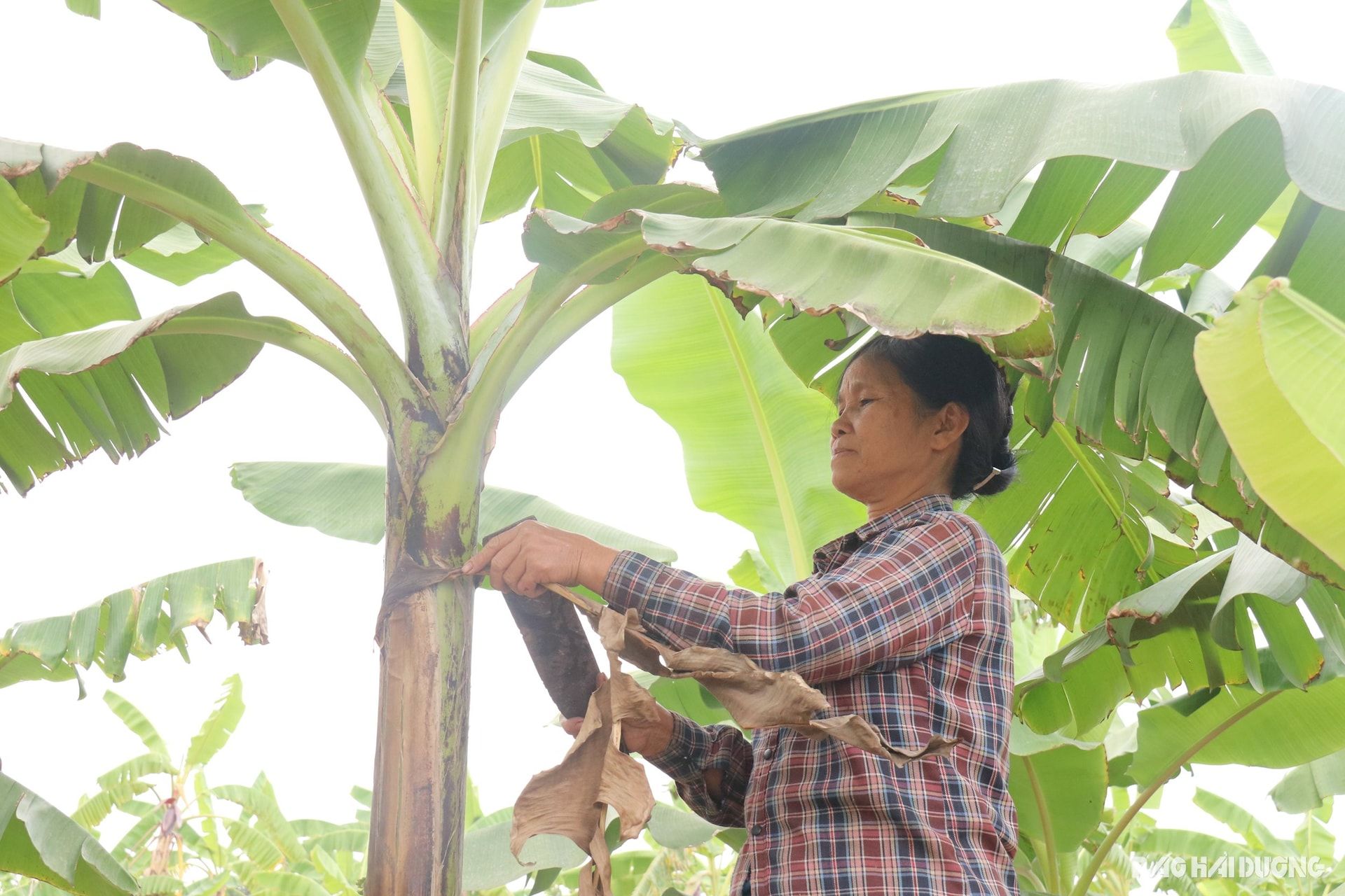 Thứ trái cây chuyên bày mâm ngũ quả ngày Tết thất thu, nông dân một xã của tỉnh Hải Dương đánh rơi 20 tỷ đồng