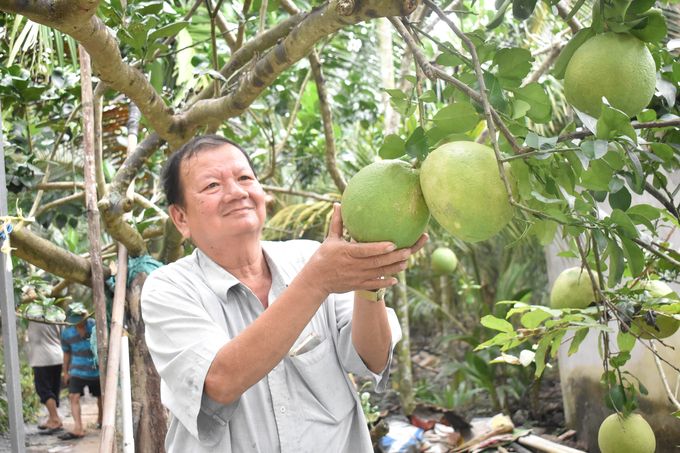 Bưởi da xanh ‘thừa nội địa, thiếu xuất khẩu’