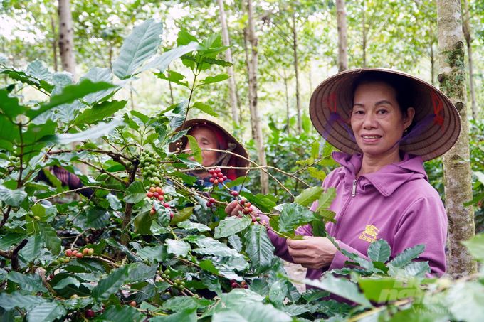 Chuyện của Madam Hương Coffee và cà phê đặc sản dưới tán rừng