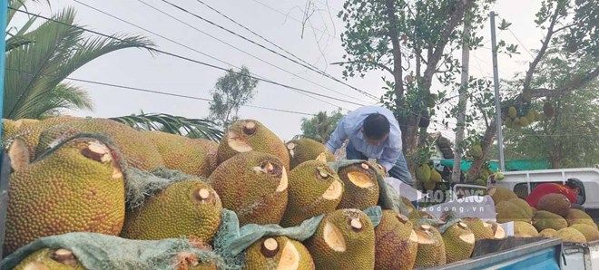 Nông dân một xã ở Kiên Giang trồng giống mít gì mà trái to bự, hễ bán 1 quả có ngày 1 triệu?