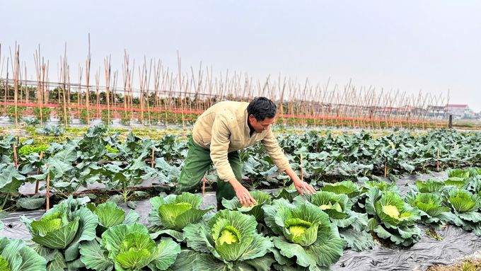 Lượng tiêu thụ tăng vọt, người trồng rau hối hả vào vụ Tết