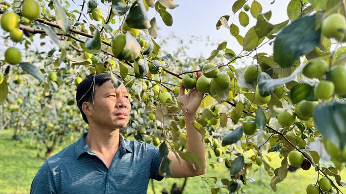 Mãn nhãn những vườn táo trĩu quả bên dòng sông La