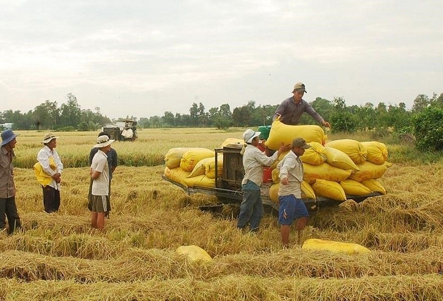 Giá gạo giảm, xuất khẩu gạo Việt Nam dự báo khó duy trì mức cao