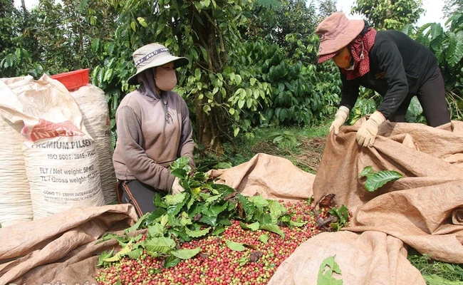 Lần đầu tiên giá cà phê Việt Nam cao nhất thế giới, Cục chức năng của Bộ Công thương lý giải tại sao