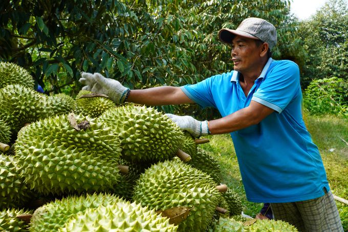 Một doanh nghiệp bị thu hồi mã số vùng trồng lên tiếng