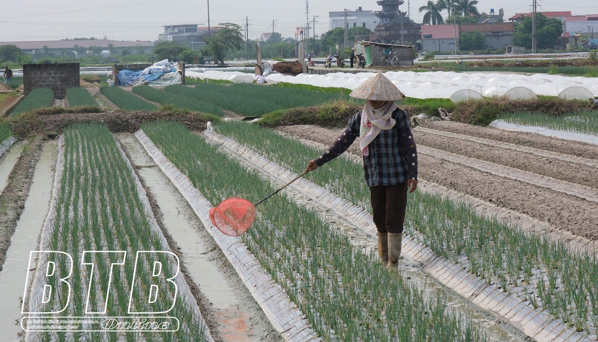 Nông dân ở nơi này của Thái Bình trồng rau gì, đi qua rồi vẫn còn thơm, mà nhà nào cũng khá giả?