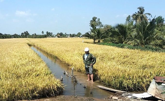 Vùng Gò Công: Lúa đã chín nhưng một số khu vực bị ngập cục bộ