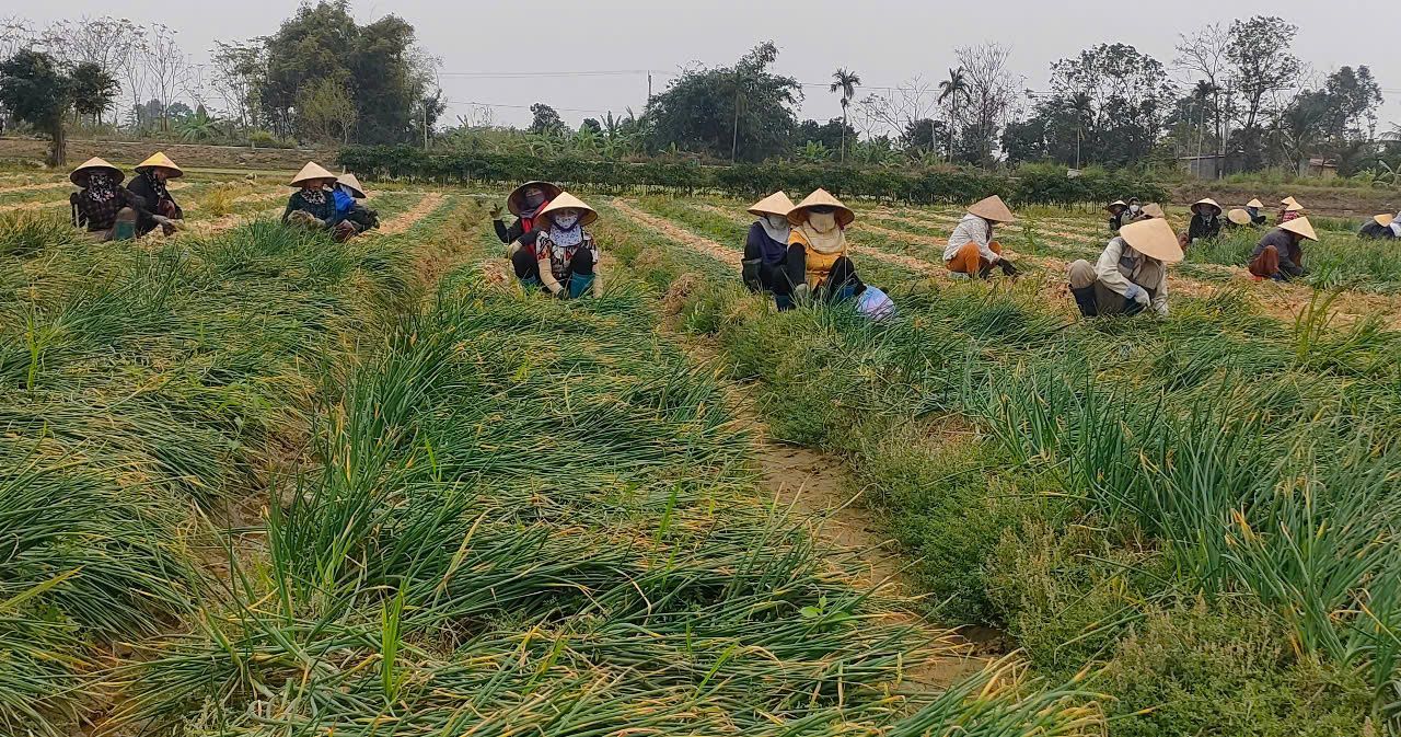 Nông dân Hải Phòng trúng lớn nhờ chuyển từ cấy lúa sang trồng hành củ