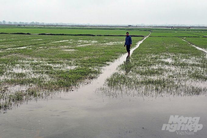 Gấp rút cứu gần 4.000ha lúa đông xuân bị ngập úng