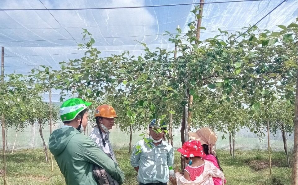 Trồng táo trong nhà lưới, nông dân Bình Thuận ra trái quá trời nhờ được 