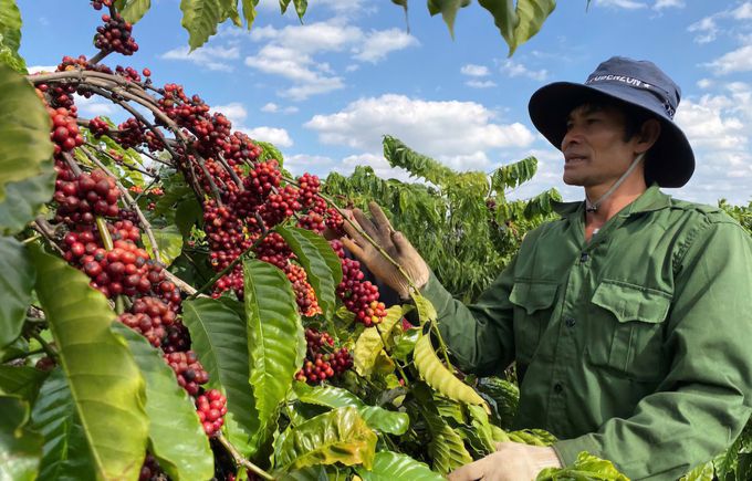 Doanh thu của Công ty Cà phê 715A tăng 17,33%