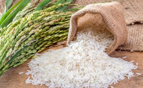 Giá lúa gạo hôm nay 1/3/2025: Lúa tiếp tục đà giảm